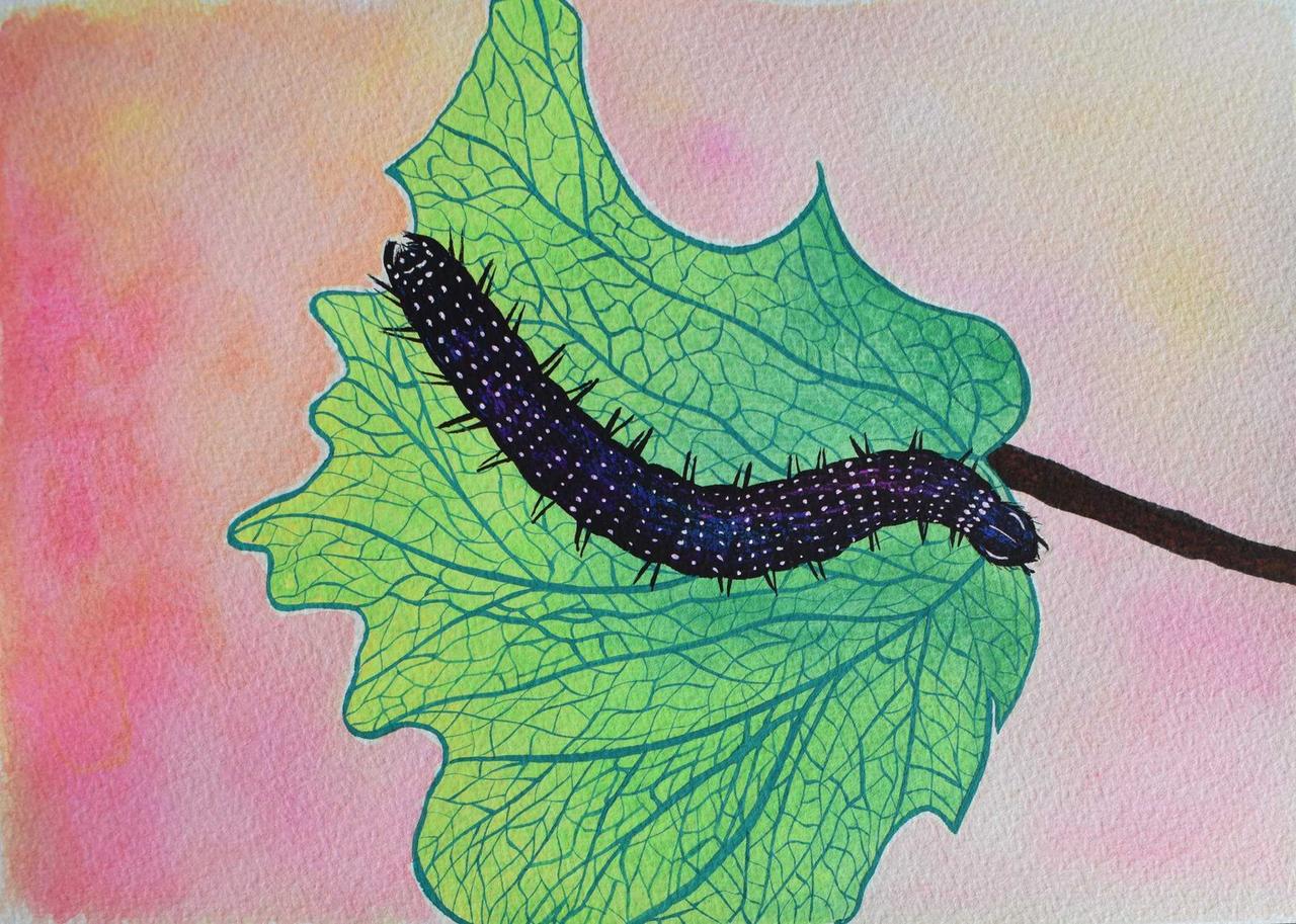 caterpillar drawing © Fabiana Arantes