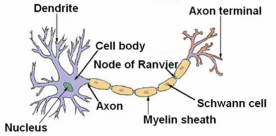 Neuronio